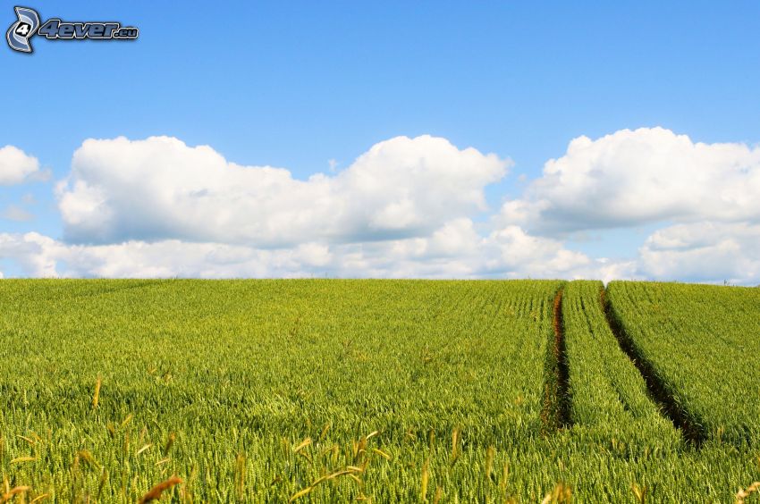 campo de maíz verde, nubes