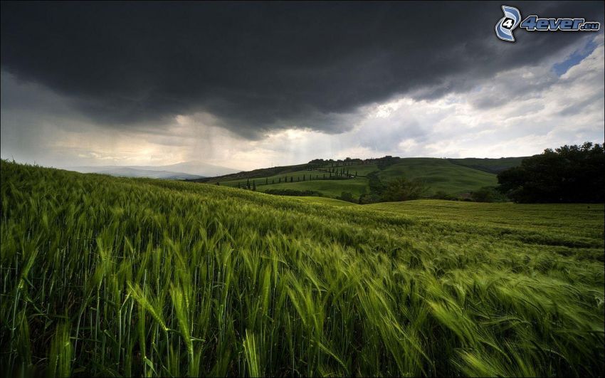 campo de trigo, nubes oscuras