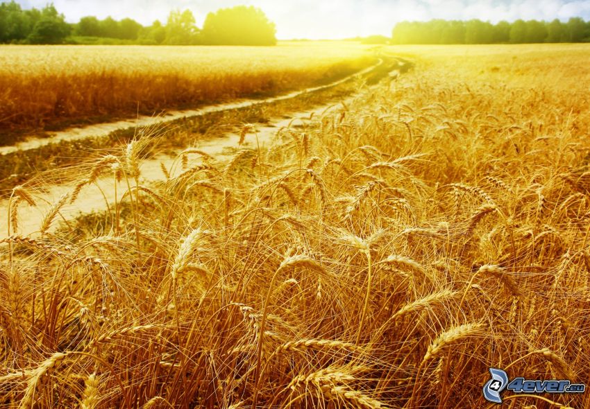 campo de trigo maduro, camino de campo, puesta de sol sobre el campo
