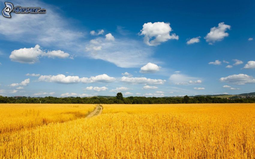 campo de trigo maduro, cielo, nubes, bosque