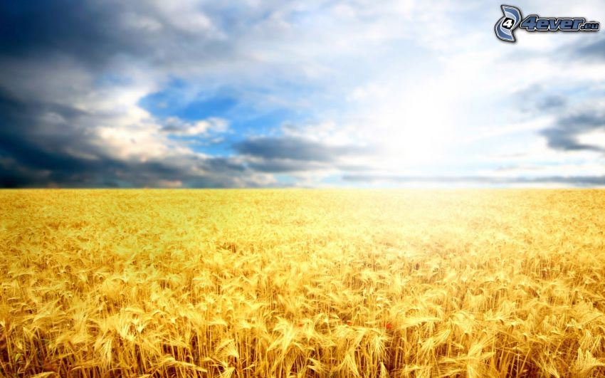 campo de trigo maduro, cielo