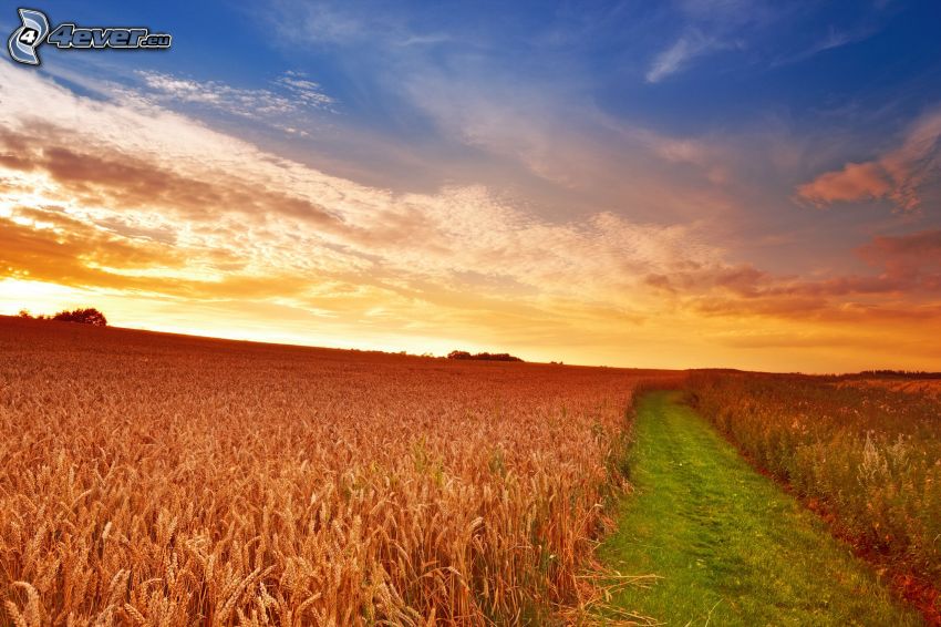 campo de trigo maduro, cielo de la tarde