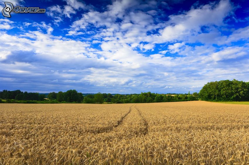 campo de trigo maduro, nubes, cielo, árboles