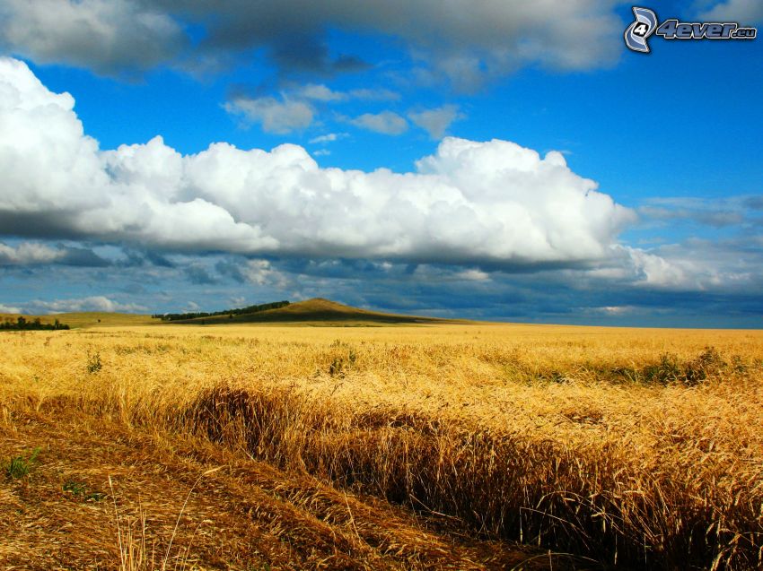 campo de trigo maduro, nubes