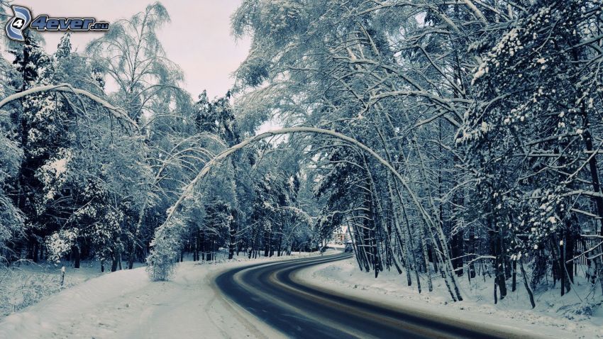 carretera de invierno, árboles nevados, curva