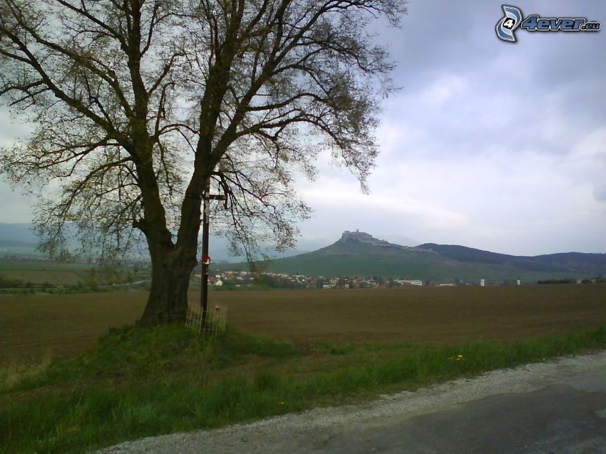 Castillo de Spiš, árbol por el camino, cruz, árbol solitario, aldea