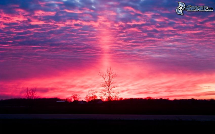 cielo de color rosa, puesta del sol