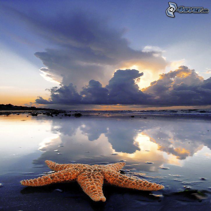 estrella de mar, playa, nubes, naturaleza