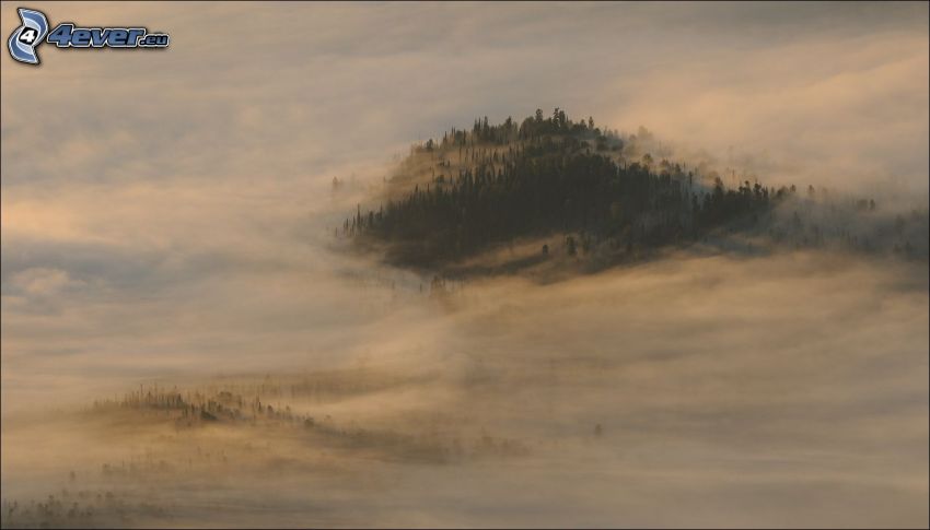 colina, niebla baja