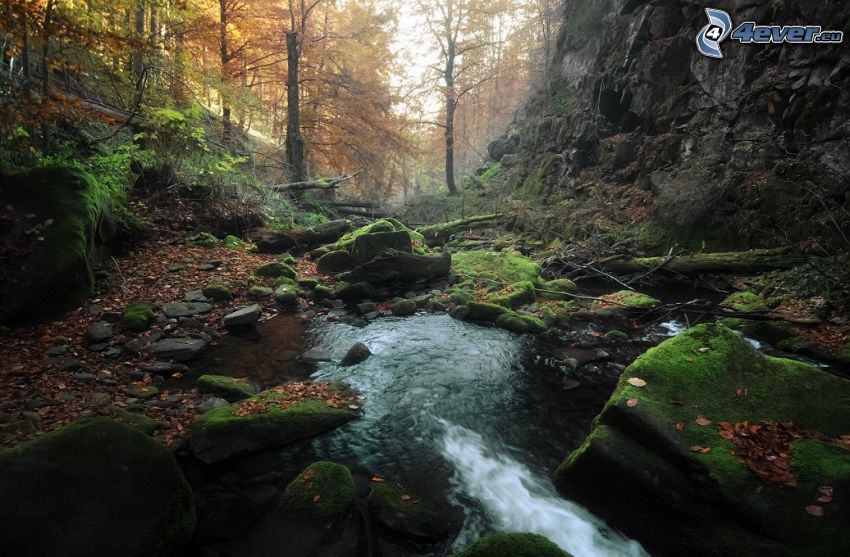 corriente que pasa por un bosque, rocas, musgo, bosque de otoño