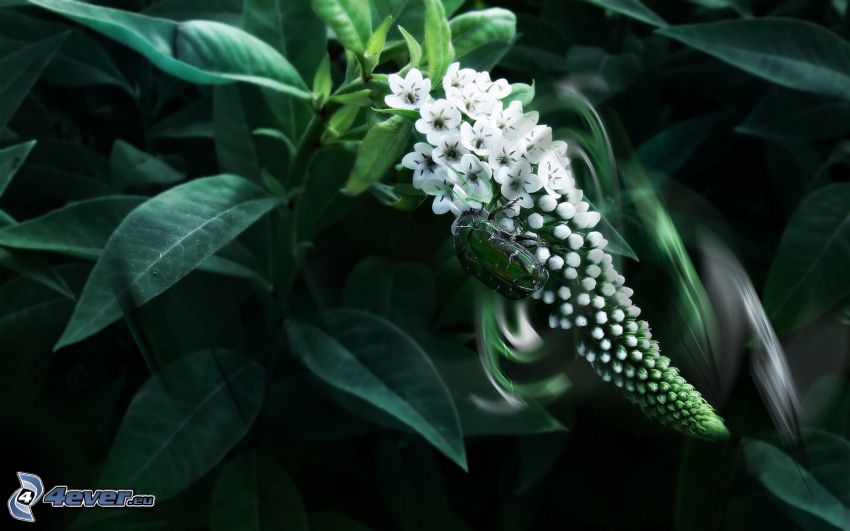 flor blanca, escarabajo