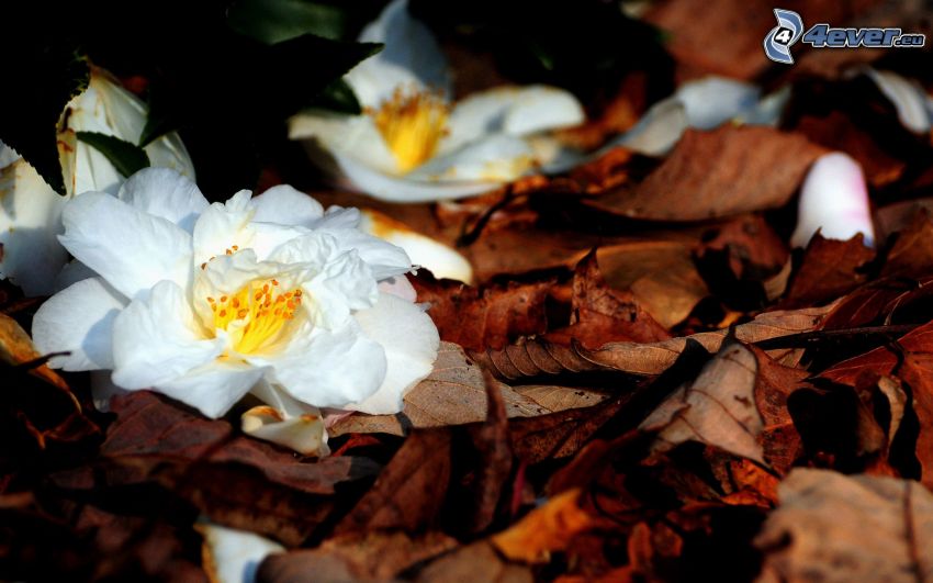 flor blanca, hojas caídas