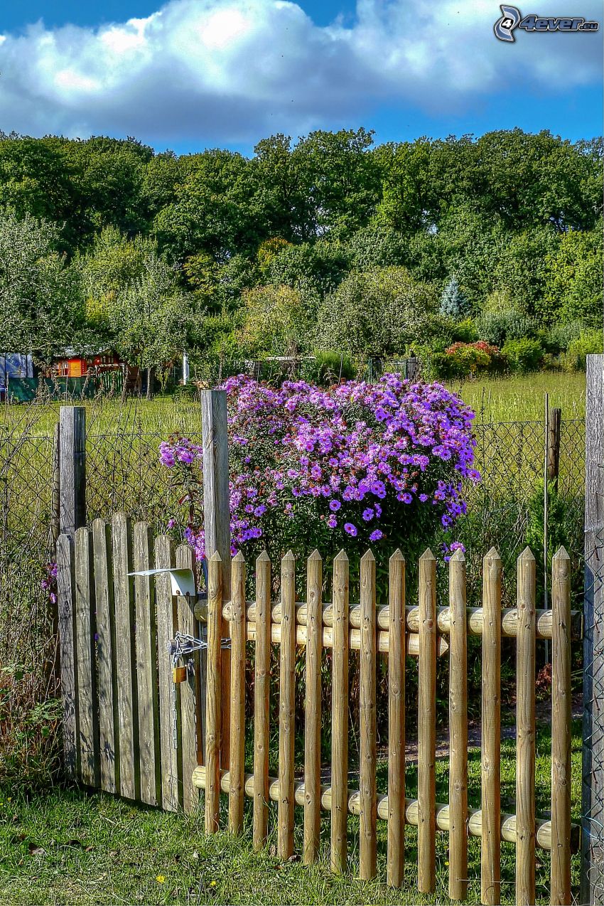 flores de coolor violeta, arbusto, cerco de madera, jardín, árboles