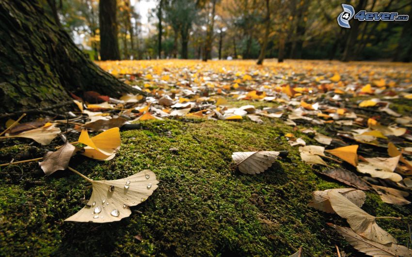 ginkgo, hojas caídas