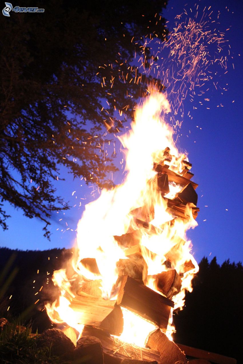 hoguera, fuego, silueta de un árbol