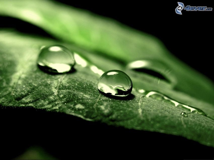 hoja verde, gotas de agua