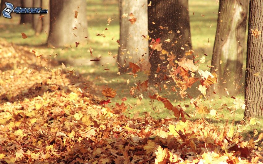hojas de otoño, árboles