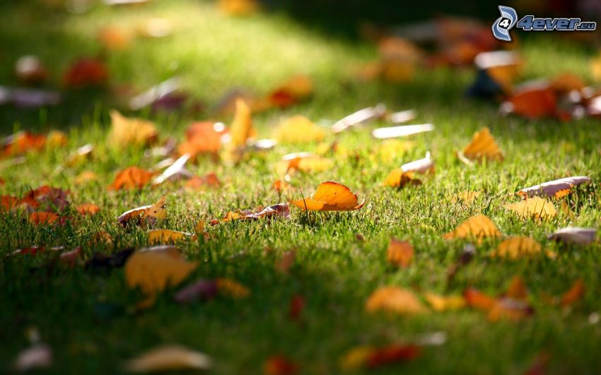 hojas de otoño, hierba