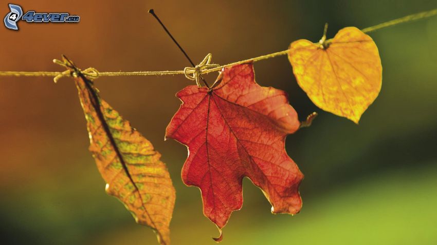 hojas de otoño, las hojas coloradas, cable