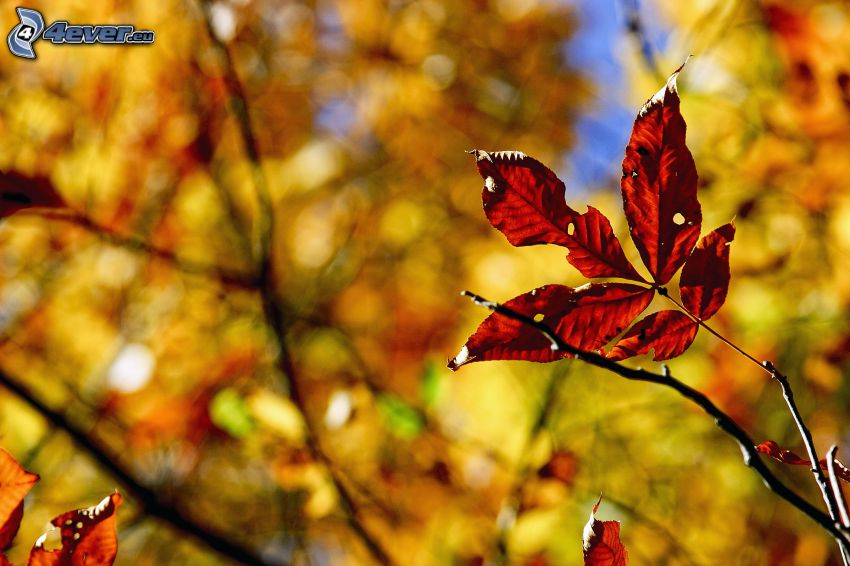 hojas de otoño, ramita