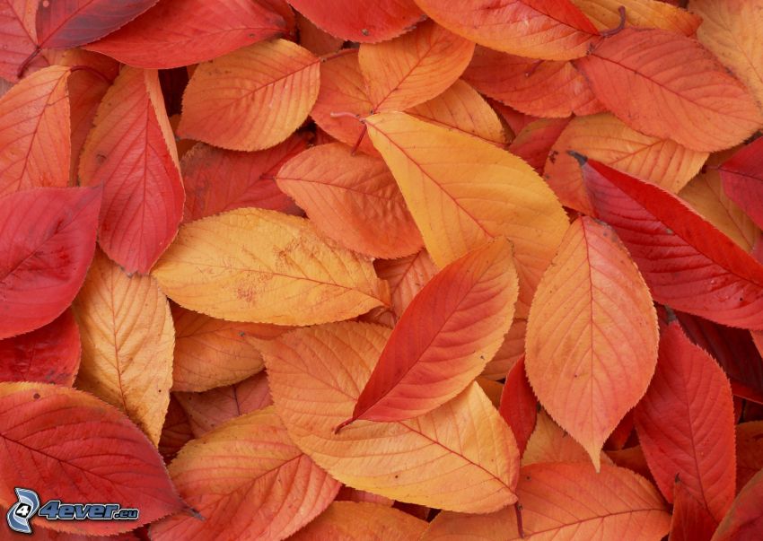 hojas rojas, hojas de otoño