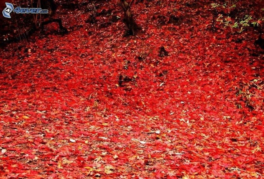 hojas rojas