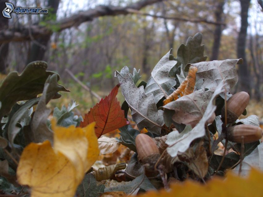 hojas secas, bellotas, bosque