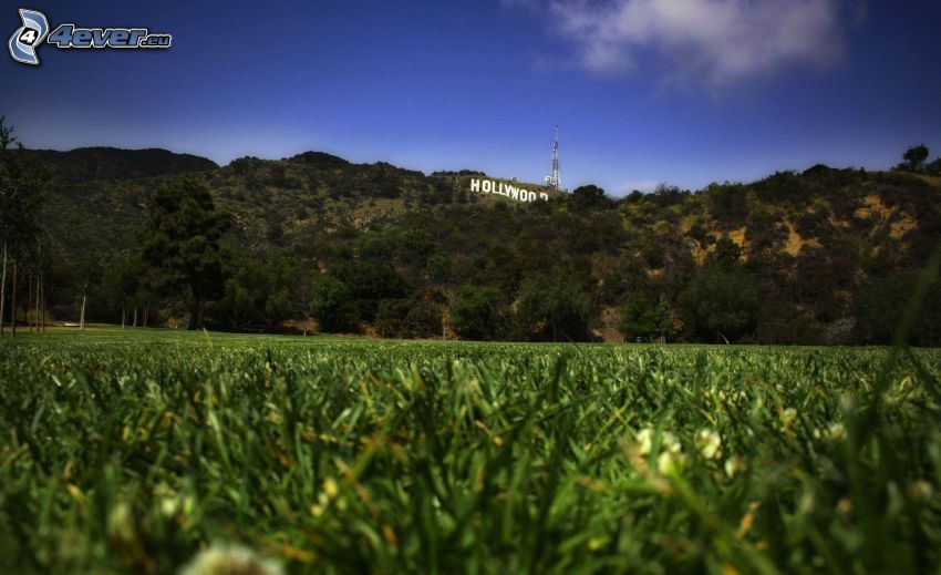Hollywood, hierba, colina