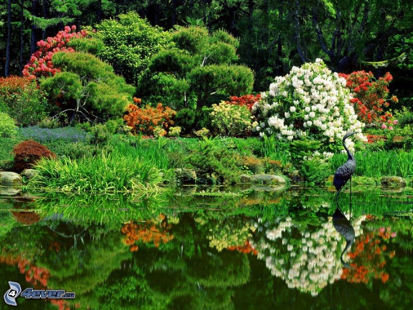 jardín botánico, flores, plantas, piscina, pájaro, reflejo