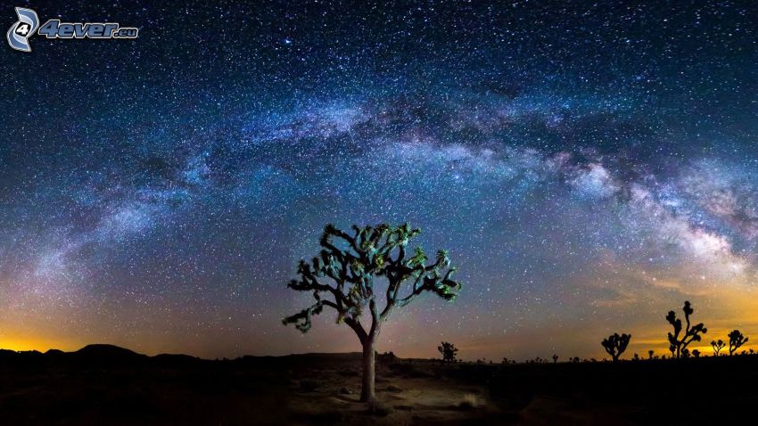 Joshua Tree National Park, árboles, cielo de noche, cielo estrellado