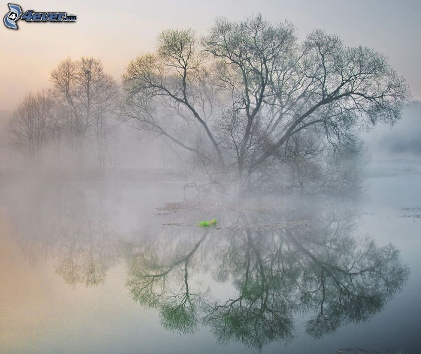 lago, árbol, reflejo, niebla baja