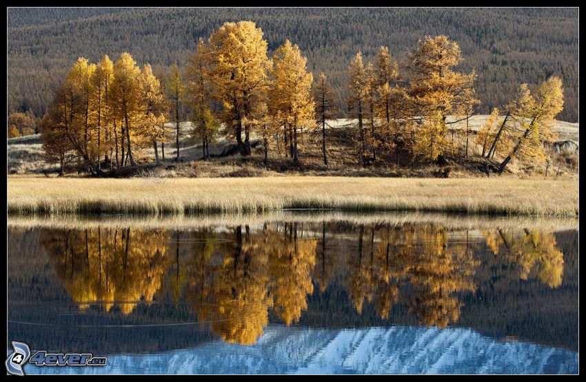 lago, árboles amarillos, reflejo