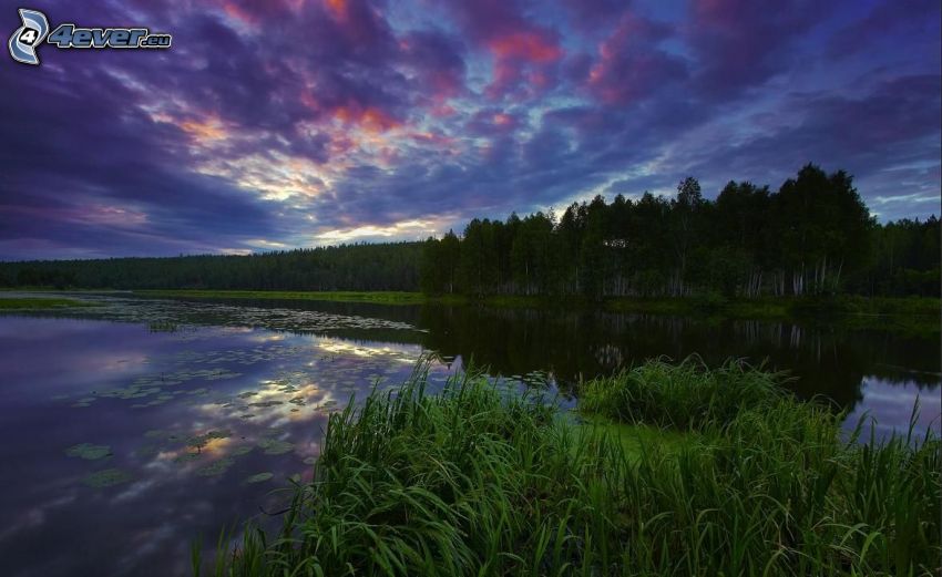 lago, verde, lirios de agua, después de la puesta del sol