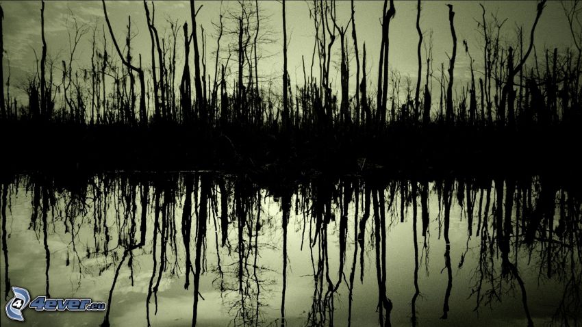 Lago en el bosque, árboles secos, reflejo
