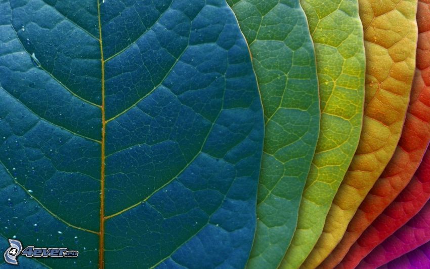 las hojas coloradas