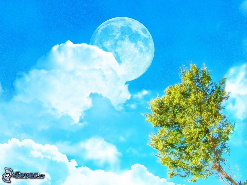 Luna, Luna llena, nubes, árbol de hoja caduca