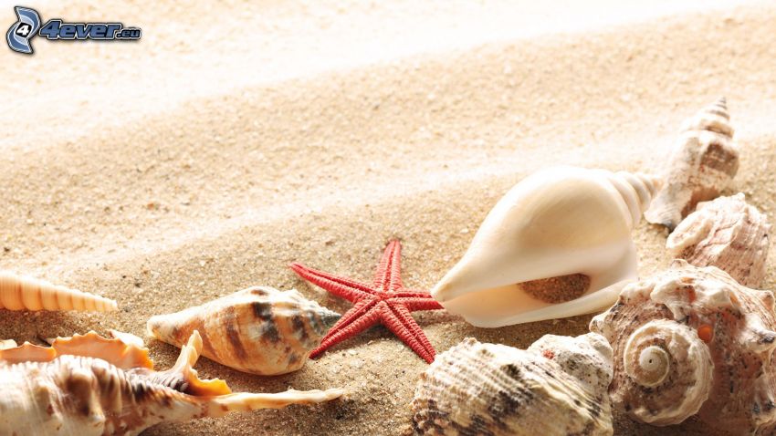concha, arena, estrella de mar