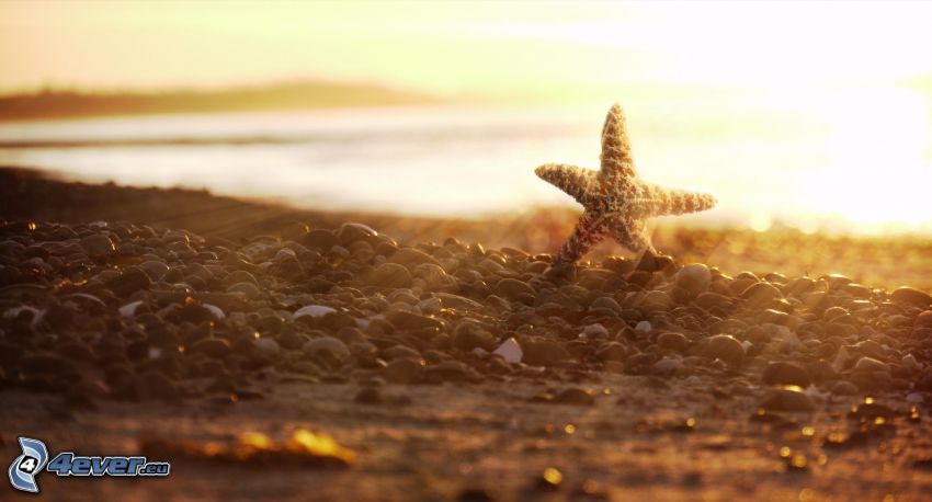 estrella de mar, playa, rayos de sol, piedras