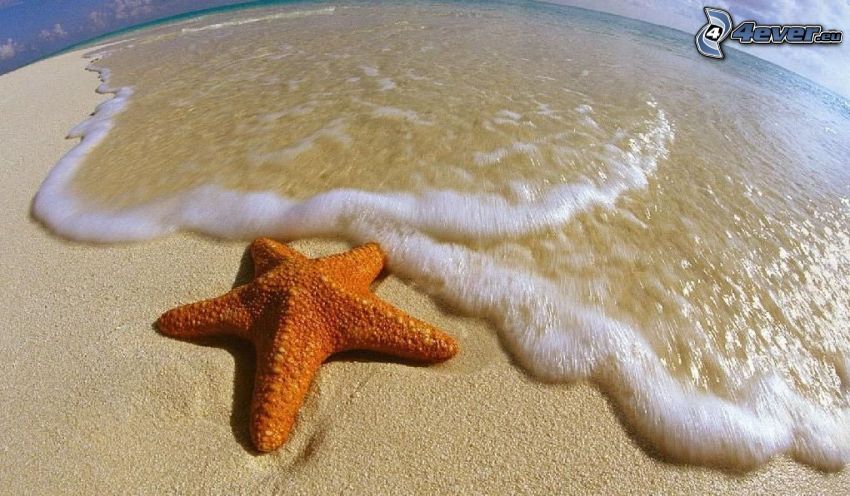 estrellas de mar en playa, mar, olas en la costa