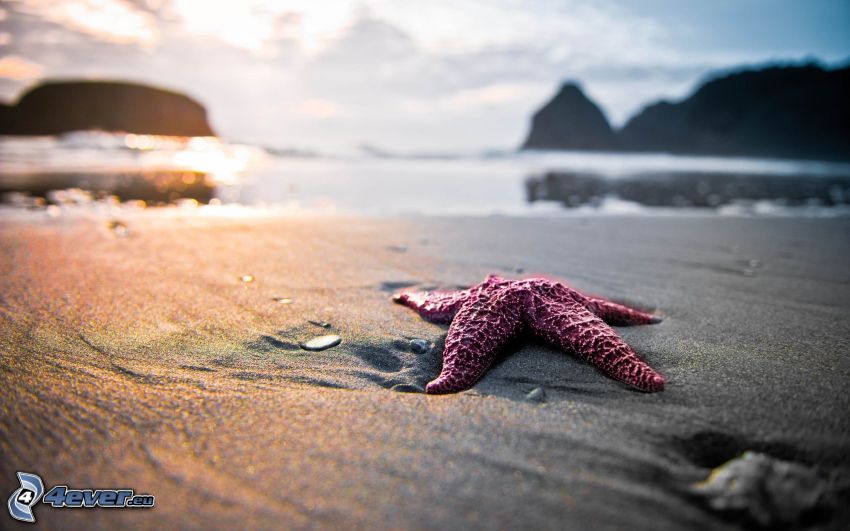 estrellas de mar en playa, mar