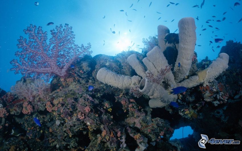 fondo del mar, corales marinos, peces