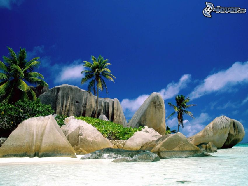La Digue, Seychelles, palmera, mar
