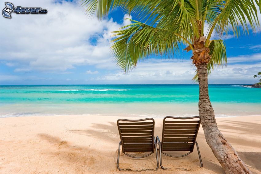 mar, playa de arena, palmera, sillas
