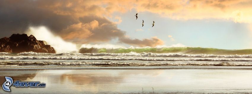 olas en la costa, playa, mar, nubes, aves