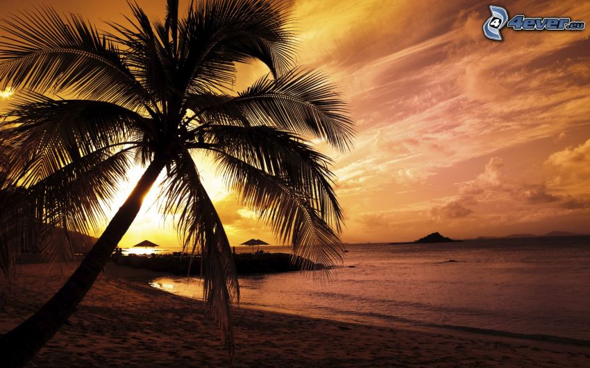 palmera en una playa arenosa, puesta de sol sobre las playas