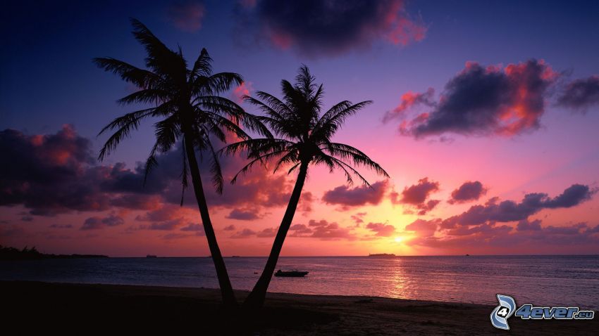 palmeras en la playa, siluetas, cielo, puesta de sol en el mar