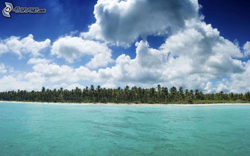 playa, palmera, mar, nubes