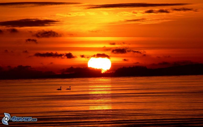 puesta de sol sobre un lago, puesta de sol anaranjada, cisnes