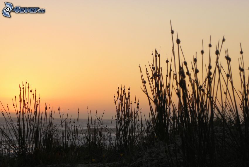 silueta de la planta, mar, después de la puesta del sol