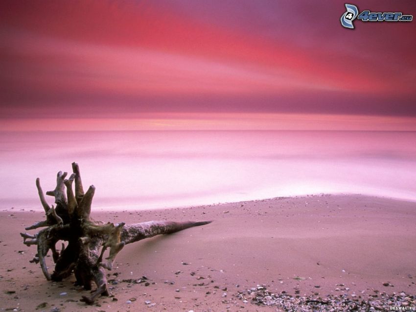 tronco seco, arena, piedras, playa, cielo de color rosa